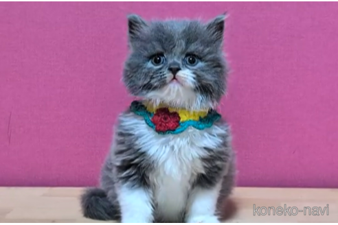 成約済の東京都のブリティッシュショートヘア-103838の4枚目